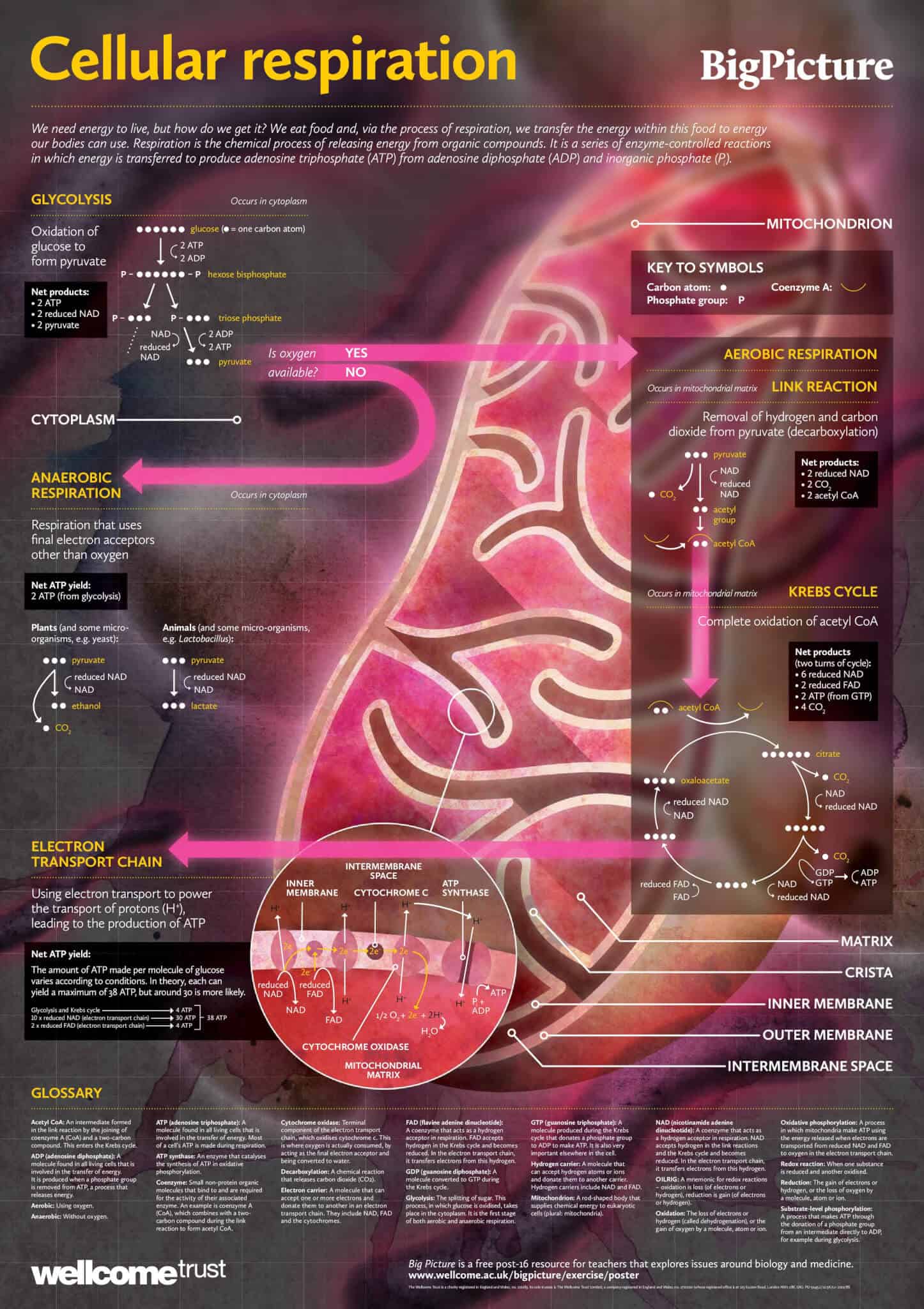 Cellular Respiration Poster