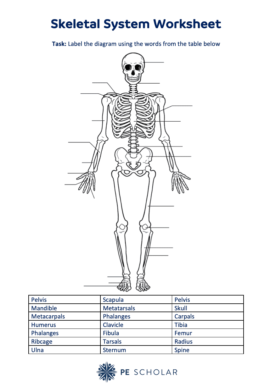 Skeletal System Worksheet - PE Scholar With Regard To The Skeletal System Worksheet